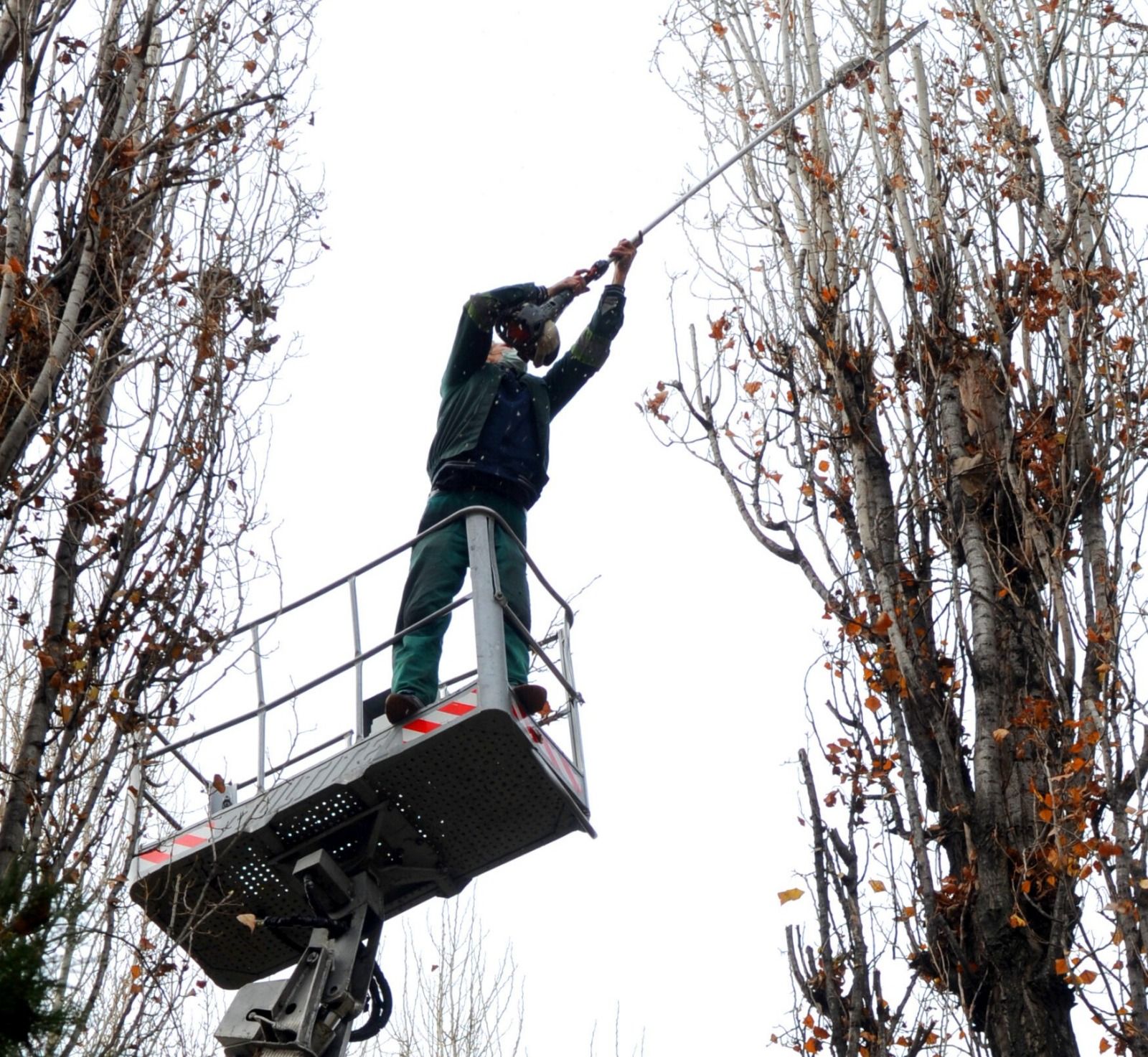 Lucrări de toaletare și doborâre a arborilor în Oradea, 14–18 septembrie 2026