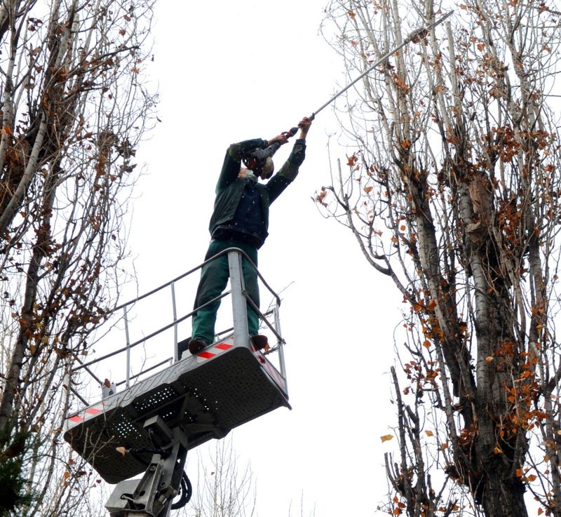 Lucrări de toaletare și doborâre a arborilor în Oradea, 14–18 septembrie 2026