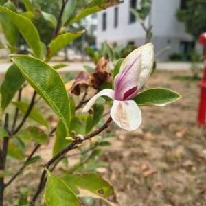 Magnoliile din campusul Universității din Oradea au înflorit a doua oară în 2026