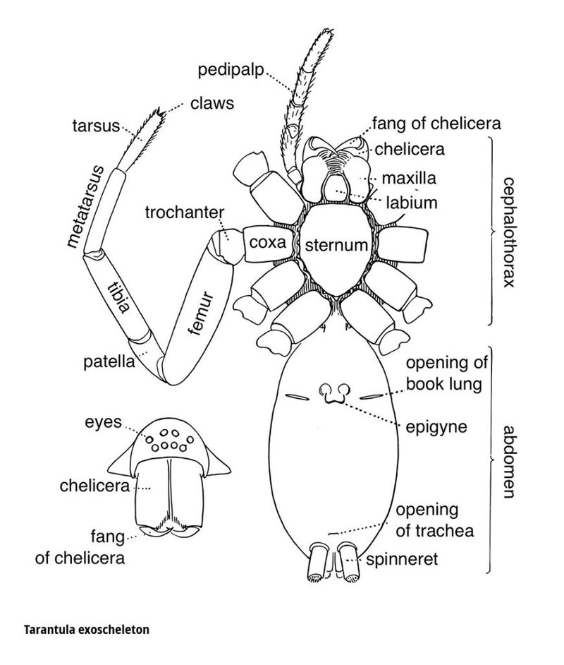 Muzeul Țării Crișurilor publică ghidul tarantulelor: anatomie, venin și comportament