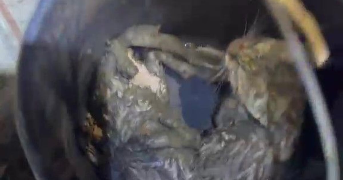 Pui de pisică salvați de la 13 metri adâncime într-o gospodărie din Sânmartin